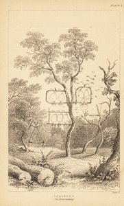 Variedades de trampas de alambre para la captura de aves. 1889 (grabado) de Unbekannter Künstler