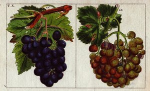 Variedad de uva: blanca y negra. de Unbekannter Künstler