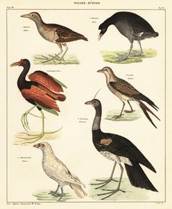 Variedad de aves acuáticas. ,1841 (litografía)