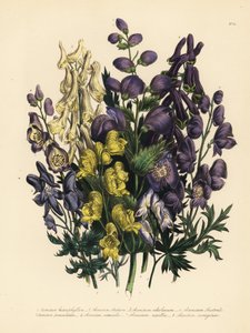 Acónito de hojas variadas, Aconitum heterophyllum, acónito amarillo, A. anthora, acónito amarillo pálido, A. ochroleucumum, acónito púrpura de los Cárpatos, acónito paniculado, A. paniculatum, A. versicolor, acónito común, A. napellus, y A. variegatum. Han de Unbekannter Künstler