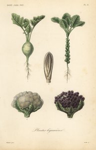 Vegetales, Plantes legumieres de Unbekannt