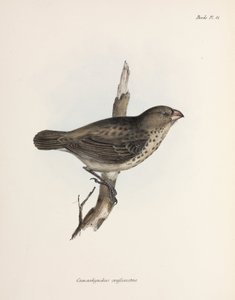 Pinzón vegetariano, Islas Galápagos, c. 1832-1836 de Unbekannt