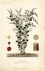 Hoja de terciopelo o abuta, Cissampelos pareira de Unbekannt