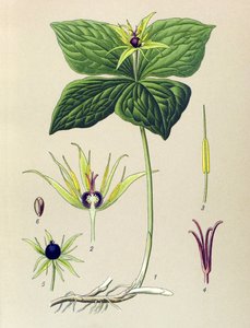 Planta venenosa (tóxica): Parisette de cuatro hojas (Paris quadrifolia) de Unbekannter Künstler