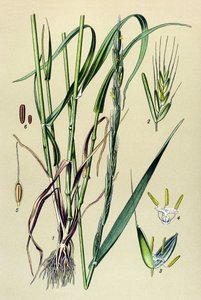 Planta venenosa (tóxica): tamo intoxicante (Lolium temulentum) de Unbekannter Künstler