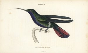 Mango veraguan, Anthracothorax veraguensis (Colibrí mango, Trochilus mango). Grabado en acero coloreado a mano por William Lizars de la Naturalist