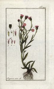 Vergerette acre (Erigeron acris). Litografía de "Picture of Artseny-Gewassen" de Johannes Zorn (1739-1799), Países Bajos. de Unbekannter Künstler