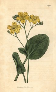 Villardie - Villarsia ovata (Menyanthes ovata). Grabado botánico coloreado a mano de la revista Curtis