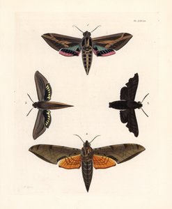 Polilla esfinge de la vid, Eummorpha vitis 1, esfinge lúgubre, Enyo lugubris 2, esfinge tersa, Xylophanes tersa 3, y esfinge estriada, Proambulyx strigilis 4. Litografía coloreada a mano de la nueva edición de John O. Westwood de "Illustrations of Exotic E