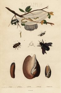 Voluta, escarabajo, abeja carpintera y polilla. de Unbekannter Künstler
