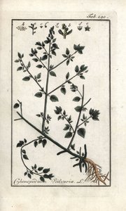 Vulvar (Chenopodium vulvaria). Litografía de "Picture of the Artseny-Gewassen" de Johannes Zorn (1739-1799), Países Bajos. de Unbekannter Künstler