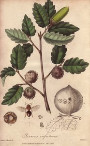 Roble de Gales (Quercus infectoria) - Agua fuerte de William Clarke para ilustrar "Medical Botanical, Description of the Medicinal Plants of London, Edinburgh and Dublin" de John Stephenson y James Morss Churchill, publicado en Londres por John Churchill e de Unbekannter Künstler