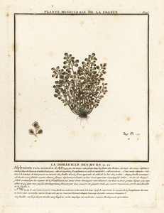 Wall-rue, Asplenium ruta-maria.