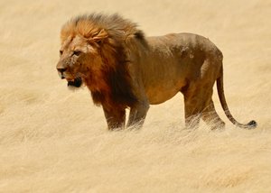 Guerrero, Etosha, 2018 (fotografía) de Unbekannter Künstler