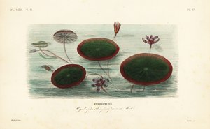 Escudo de agua, Brasenia schreberi, Hydropeltis purpurea, Hydropeltis de Unbekannt
