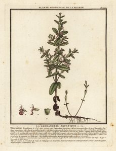 Germander de agua, Teucrium scordium.