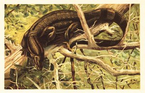 Lagarto monitor de agua, Varanus salvator. 1908 (litografía) de Unbekannter Künstler