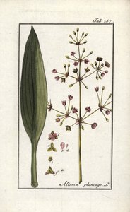 Llantén de agua (Alisma plantago-aquatica). Litografía del "Afbeelding der Artseny-Gewassen" (herbario de plantas medicinales) de Johannes Zorn (1739-1799), Países Bajos. de Unbekannter Künstler