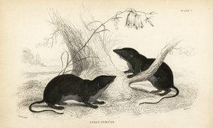 Musaraña de agua, Neomys fodiens (Sorex remifer, Sorex fodiens). Grabado en acero coloreado a mano por Lizars a partir de una ilustración de James Stewart de William Jardine