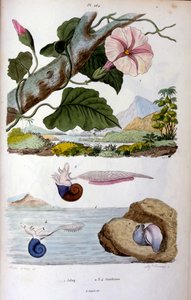 Caracol de agua; ilustración botánica y zoológica de F. E. Guérin. Del Dictionnaire pittoresque d