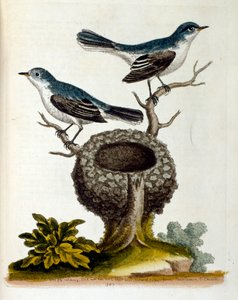 Ilustración en acuarela de un libro de aves raras de G Edwards 1750. George Edwards (1694-1773) fue un naturalista y ornitólogo británico. Viajó mucho por Europa, estudiando la historia natural y las aves en particular. Obtuvo cierto reconocimiento