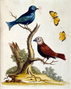 Ilustración en acuarela de un libro de aves raras de G Edwards 1750. George Edwards (1694-1773) fue un naturalista y ornitólogo británico. Viajó mucho por Europa, estudiando la historia natural y las aves en particular. Obtuvo cierto reconocimiento