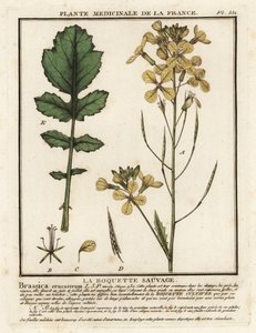 Rúcula de hojas de berro, Erucastrum nasturtiifolium. de Unbekannter Künstler