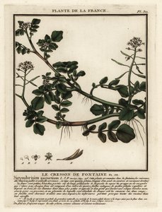 Berros, Nasturtium officinale.