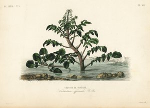 Berro o berro amarillo, Nasturtium officinale, Berro de fuente de Unbekannt