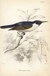 Pájaro luna, Anthreptes longuemarei (Pájaro luna de cuerpo blanco, Anthreptes leucosoma). Grabado en acero coloreado a mano por William Lizars según William Swainson de la Naturalist