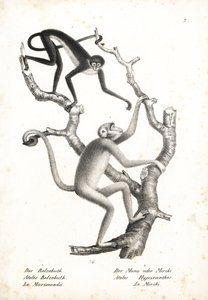 Mono araña de vientre blanco, Ateles belzebuth (en peligro), y muriqui del norte, Brachyteles hypoxanthus (Ateles hypoxanthus), en peligro crítico. Litografía de Karl Joseph Brodtmann de la Historia natural ilustrada de los animales de Heinrich Rudolf Schi