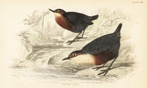 Mirlo acuático, Cinclus cinclus.1889 (grabado)