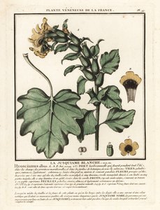 Henbane blanca, Hyoscyamus albus. de Unbekannter Künstler