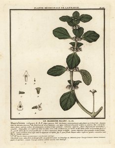 Marrubio blanco, Marrubium vulgare. de Unbekannter Künstler