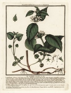 Ortiga blanca, Lamium album. de Unbekannter Künstler