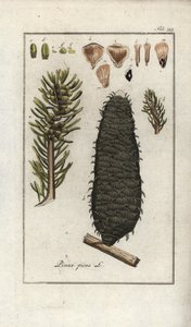 Abeto blanco o de los Vosgos (Abies alba). Litografía de "Afbeelding der Artseny-Gewassen" de Johannes Zorn (1739-1799), Países Bajos.