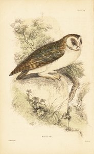 Lechuza blanca o lechuza común, Tyto alba, posada en una roca. 1889 (grabado) de Unbekannter Künstler