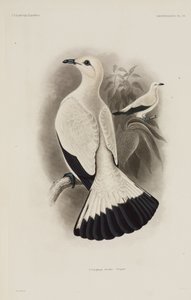 Paloma blanca de Unbekannter Künstler