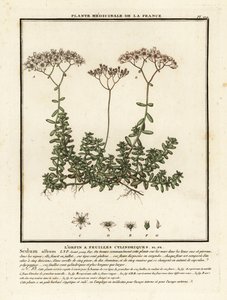 Sedum blanco, álbum Sedum. de Unbekannter Künstler