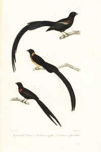 Pájaros Whydah y pájaros viudos. de Unbekannter Künstler