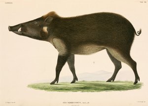 Cerdo salvaje, Indonesia