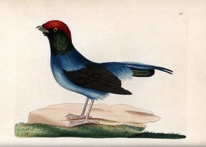 Maravilloso manacín (Chiroxiphia linearis). Ilustración sin firma (George Shaw y Frederick nodder). Litografía en The Naturalist