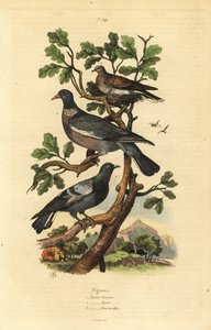 Paloma torcaz, Columba palumbus, paloma común, Columba livia, y tórtola, Streptopelia risoria de Unbekannt