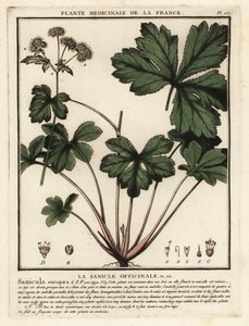 Sanícula de madera, Sanicula europaea. de Unbekannter Künstler