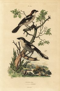 Alcaudón común, Lanius senator, y alcaudón meridional, Lanius meridionalis de Unbekannt
