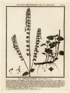 Camedrín del bosque, Teucrium scorodonia.