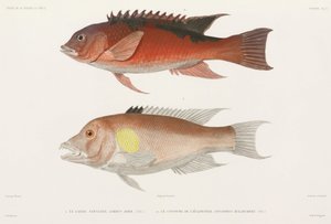 Wrasse de Unbekannter Künstler