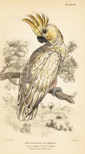 Cacatúa de cresta amarilla, Cacatua sulphurea. Critically endangere1889 (grabado)