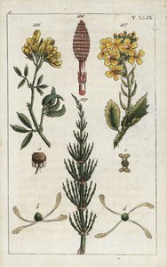 Alfalfa amarilla (alfalfa), Medicago falcata 136, rábano silvestre (ravenelle), Raphanus raphnistrum 137, y cola de caballo de campo (prele des champs), Equisetum arvense 138/139. Grabado en cobre coloreado a mano de una ilustración botánica de la obra de 