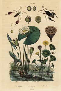 Loto amarillo, Nelumbo lutea 1, chinches de patas de hoja, Anisoscelis foliaceus 2 y Anoplocnemis curvipes 3, y lirio de agua blanco, Nymphaea alba 4 de Unbekannt